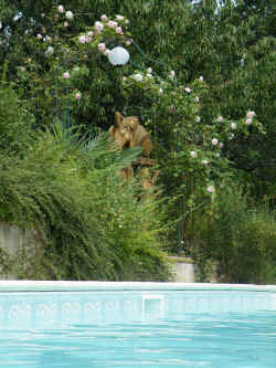 piscine-gites-augrandchamp.JPG (684195 octets)
